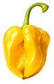 Dein Rezept mit Habanero