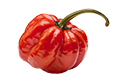 Rocoto